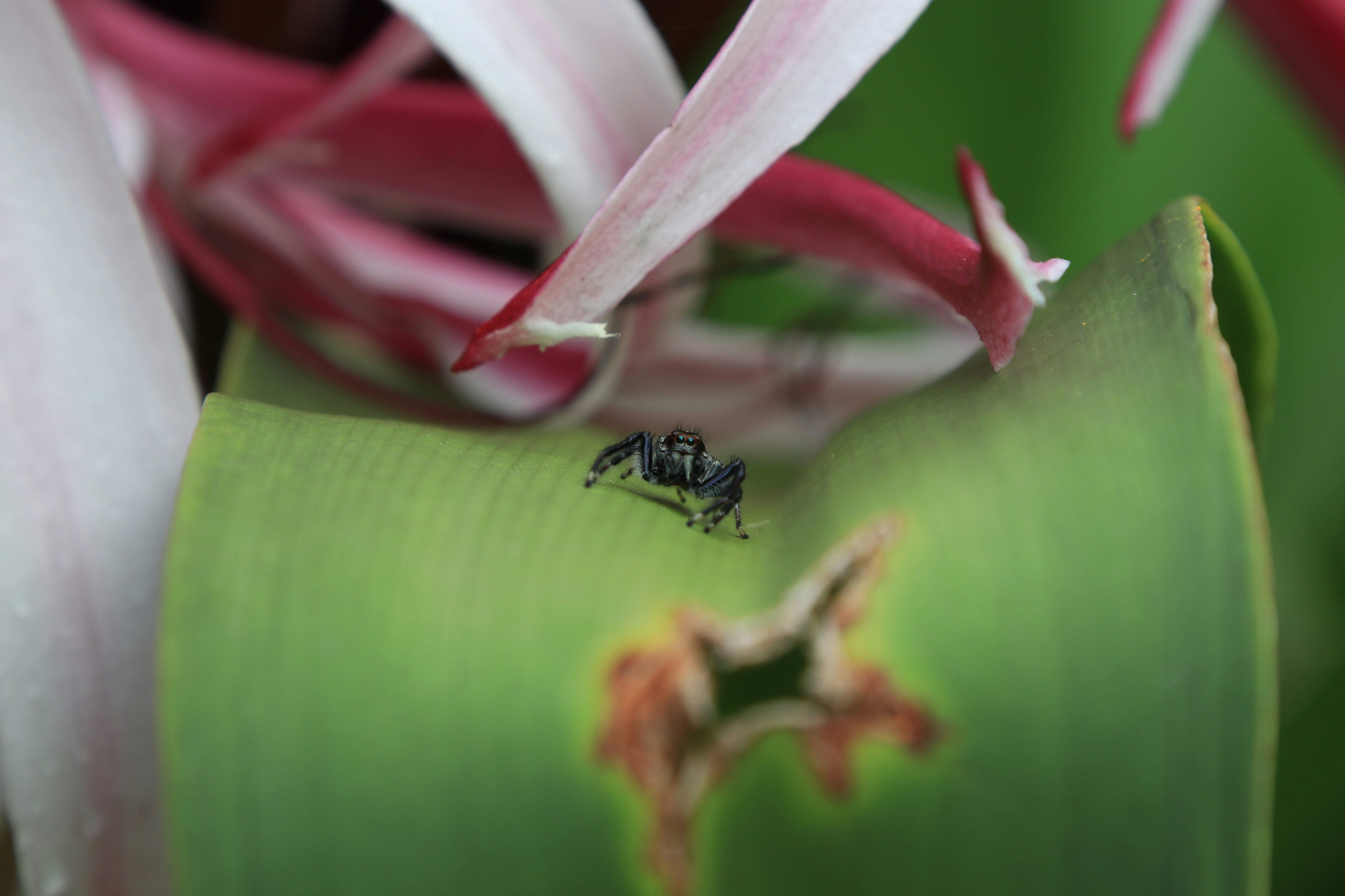 black and yellow bug on pink flower